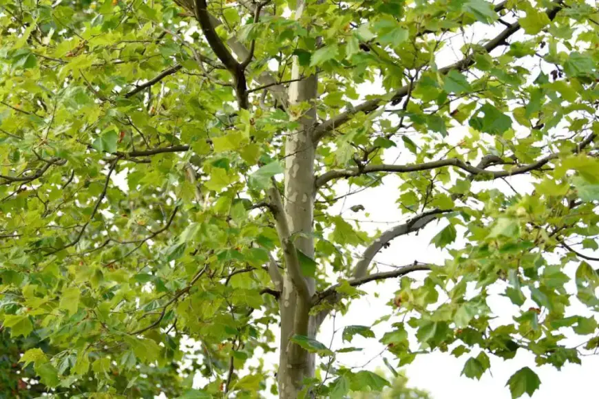 Is sycamore wood valuable, and where can it be used?
