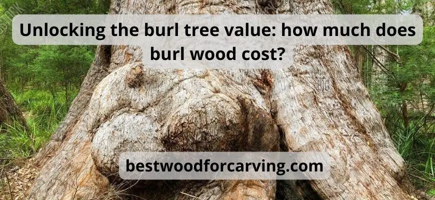 Unlocking the burl tree value how much does burl wood cost