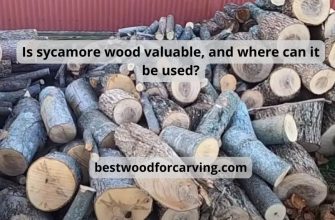 Is sycamore wood valuable and where can it be used