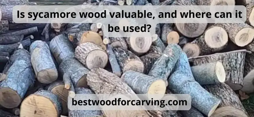 Is sycamore wood valuable and where can it be used